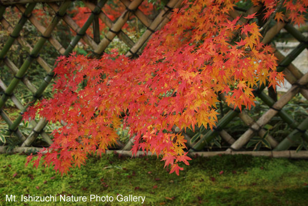 kyoto (077)